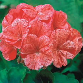 Géranium zonal Raspberry Ripple F1 - Pelargonium zonal raspberry ripple f1 - Potager