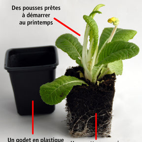 3 Primevères frangées Suzette en mélange - Primula suzette - Plantes vivaces