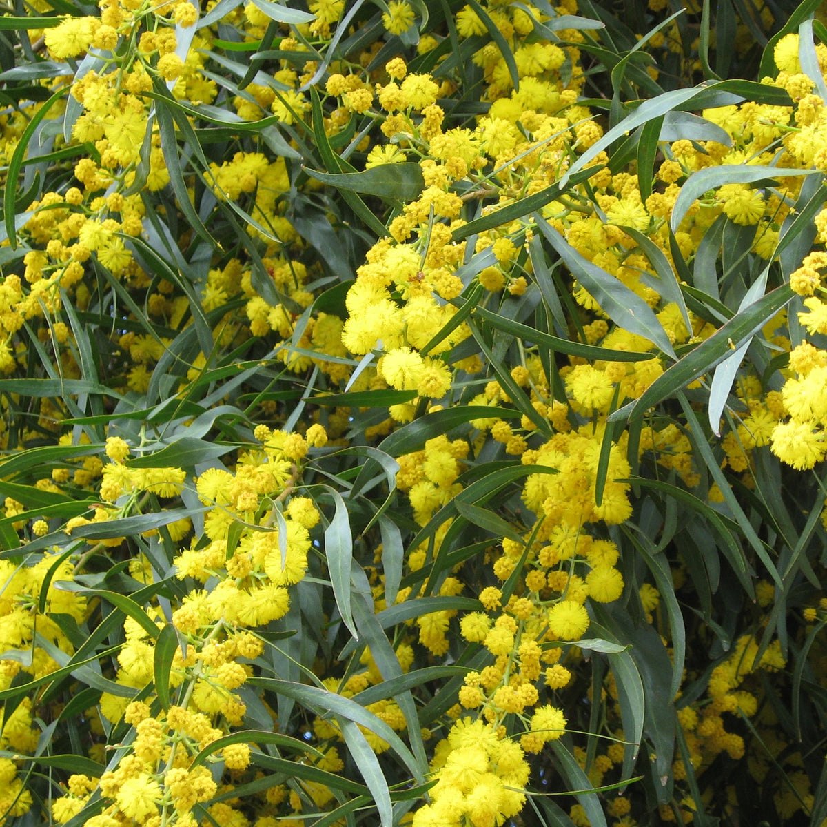 2 Mimosas des 4 saisons - Acacia retinoïdes - Plantes