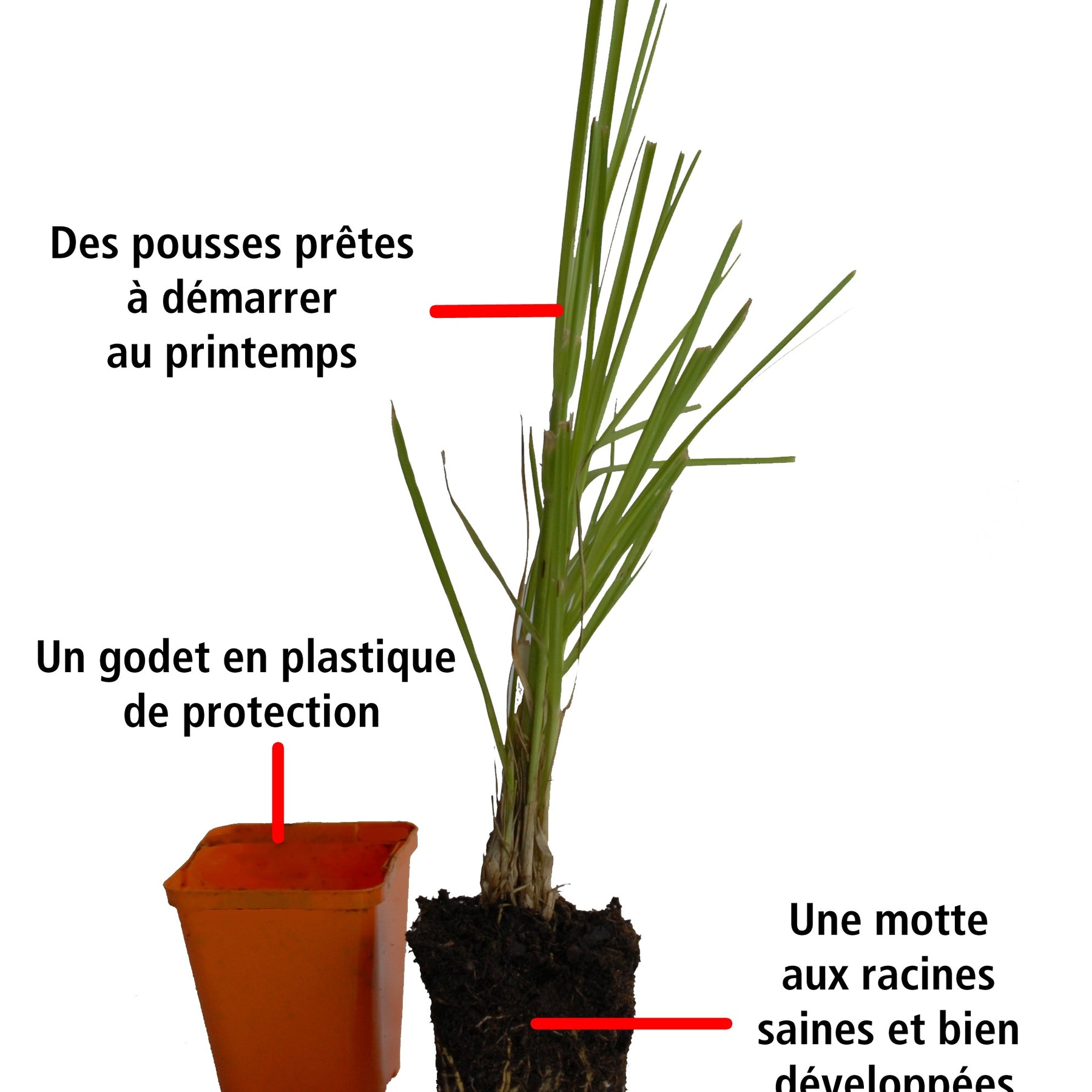 2 Mimosas des 4 saisons - Acacia retinoïdes - Arbustes