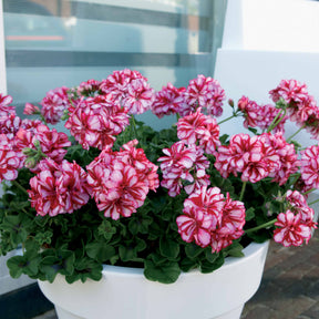 6 Géraniums-lierre bicolores - Pelargonium peltatum nixe - Plantes