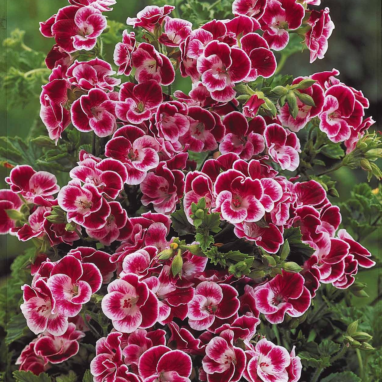 6 Géraniums parfumés Pansy - Pelargonium pansy - Plantes