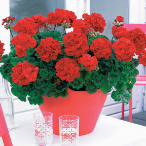 6 Géraniums à massifs rouges Toscana ® - Pelargonium zonale toscana ® - Plantes