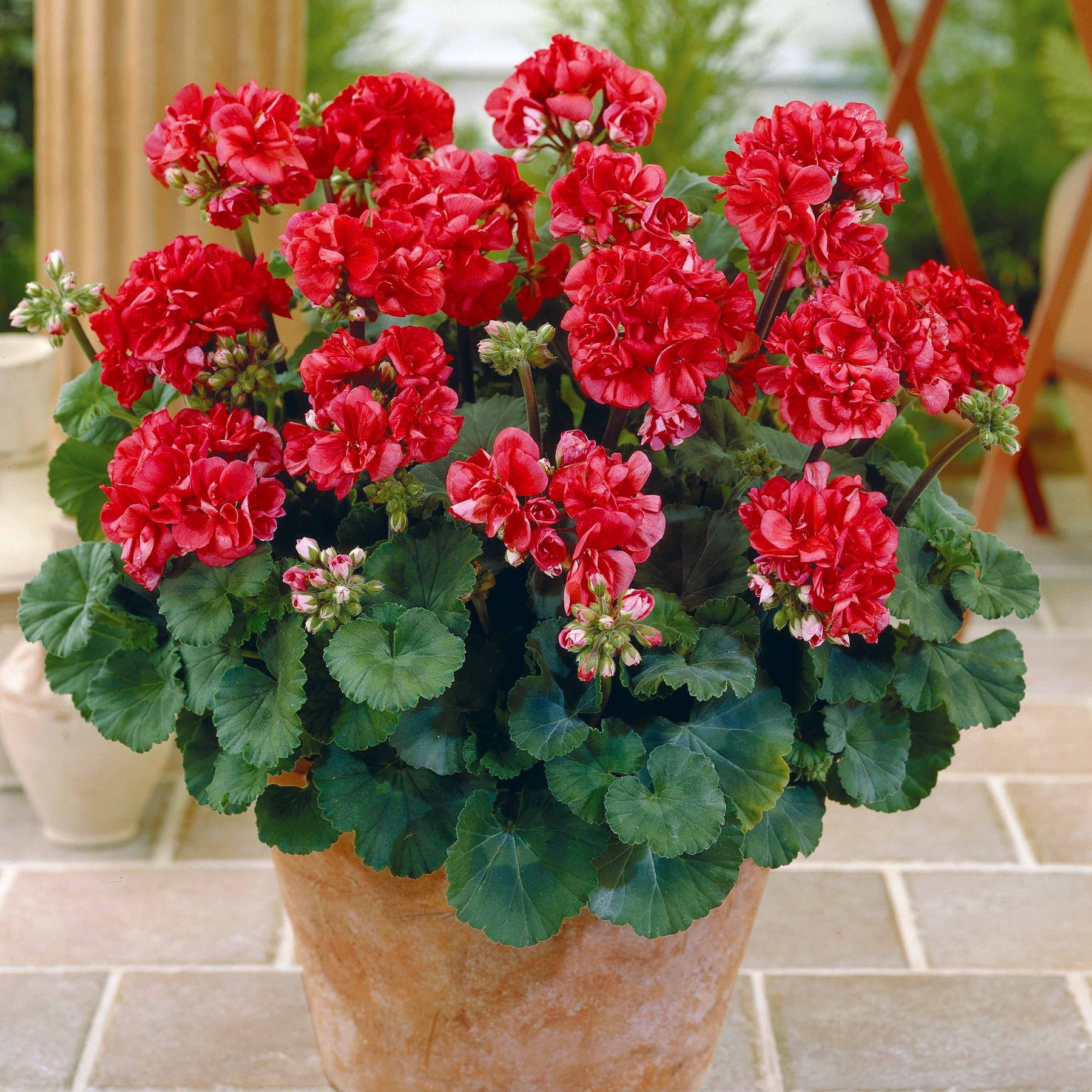 6 Géraniums à massifs rouges Toscana ® - Pelargonium zonale toscana ® - Plantes vivaces