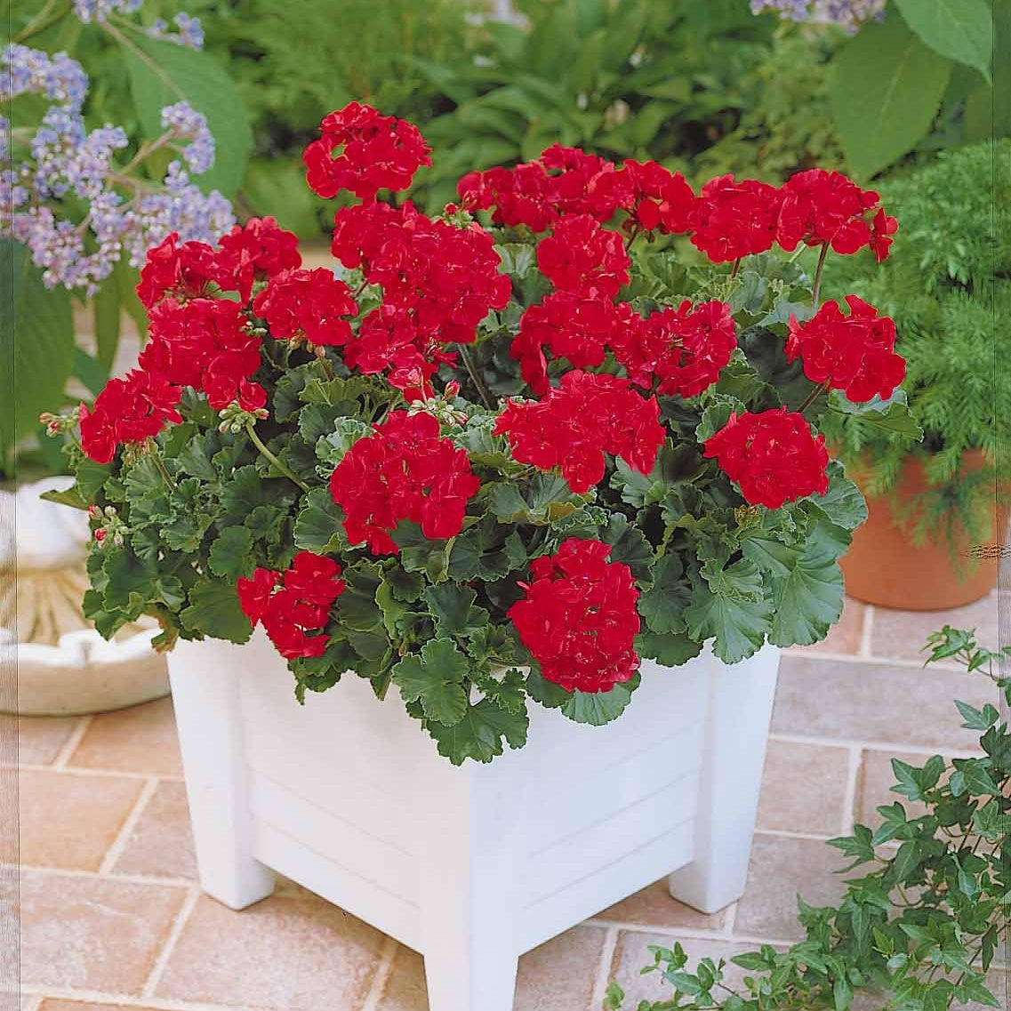 6 Géraniums à massifs rouges Toscana ® - Pelargonium zonale toscana ® - Géranium de balcon