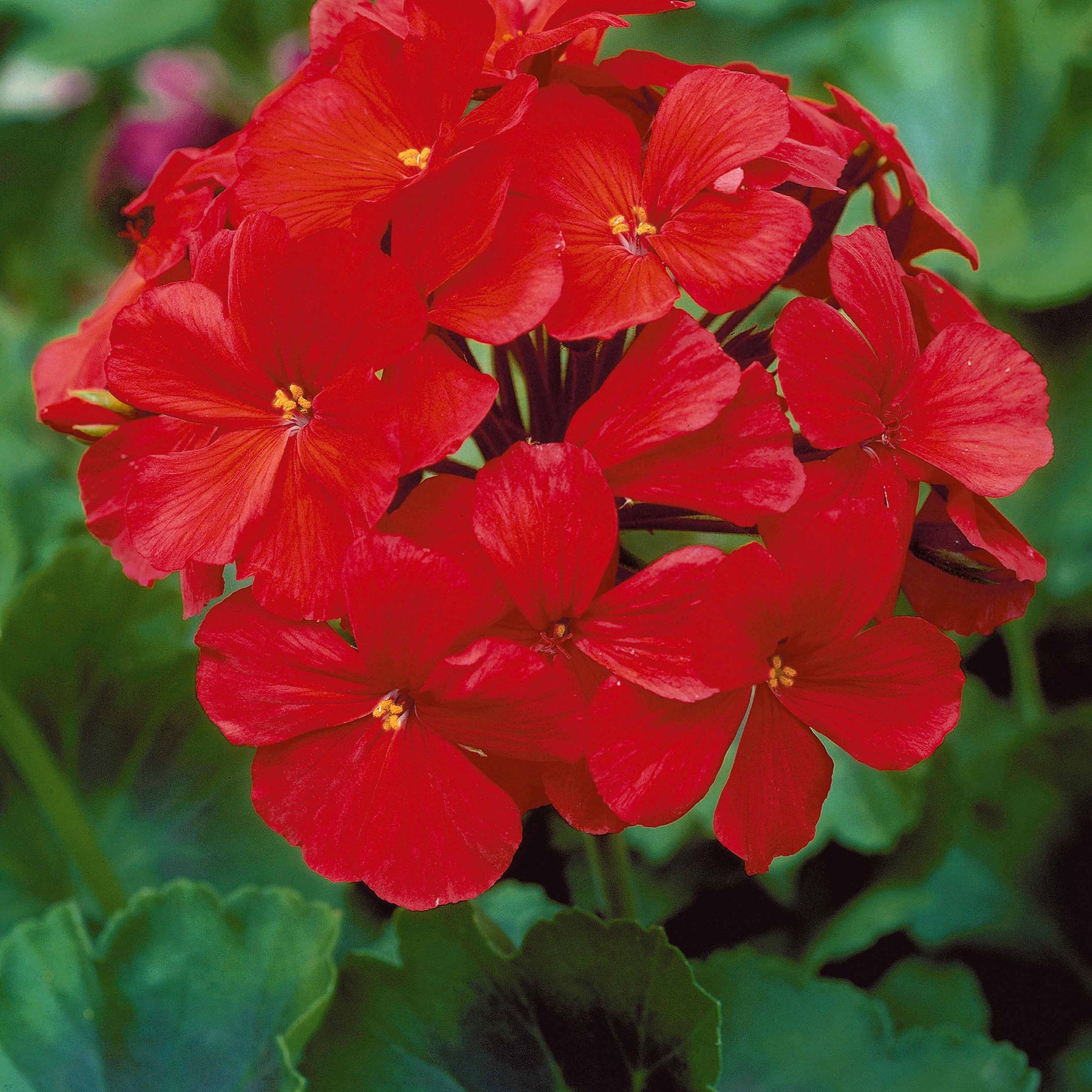 6 Géraniums à massifs rouges Toscana ® - Pelargonium zonale toscana ®