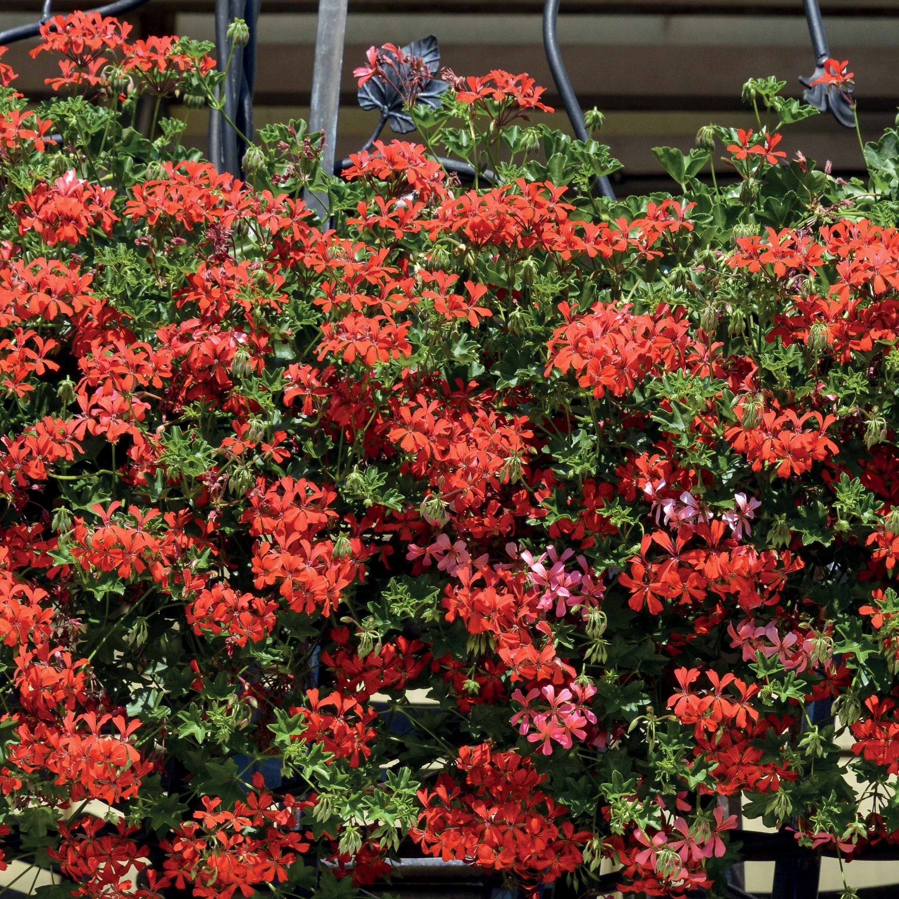 6 Géraniums-lierre rouges - Pelargonium peltatum - Plantes