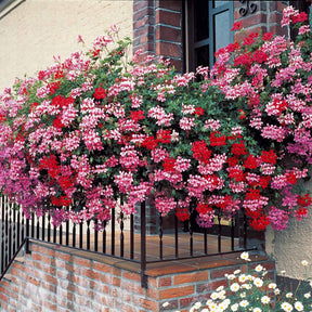 6 Géraniums-lierre rouges - Pelargonium peltatum - Plantes vivaces