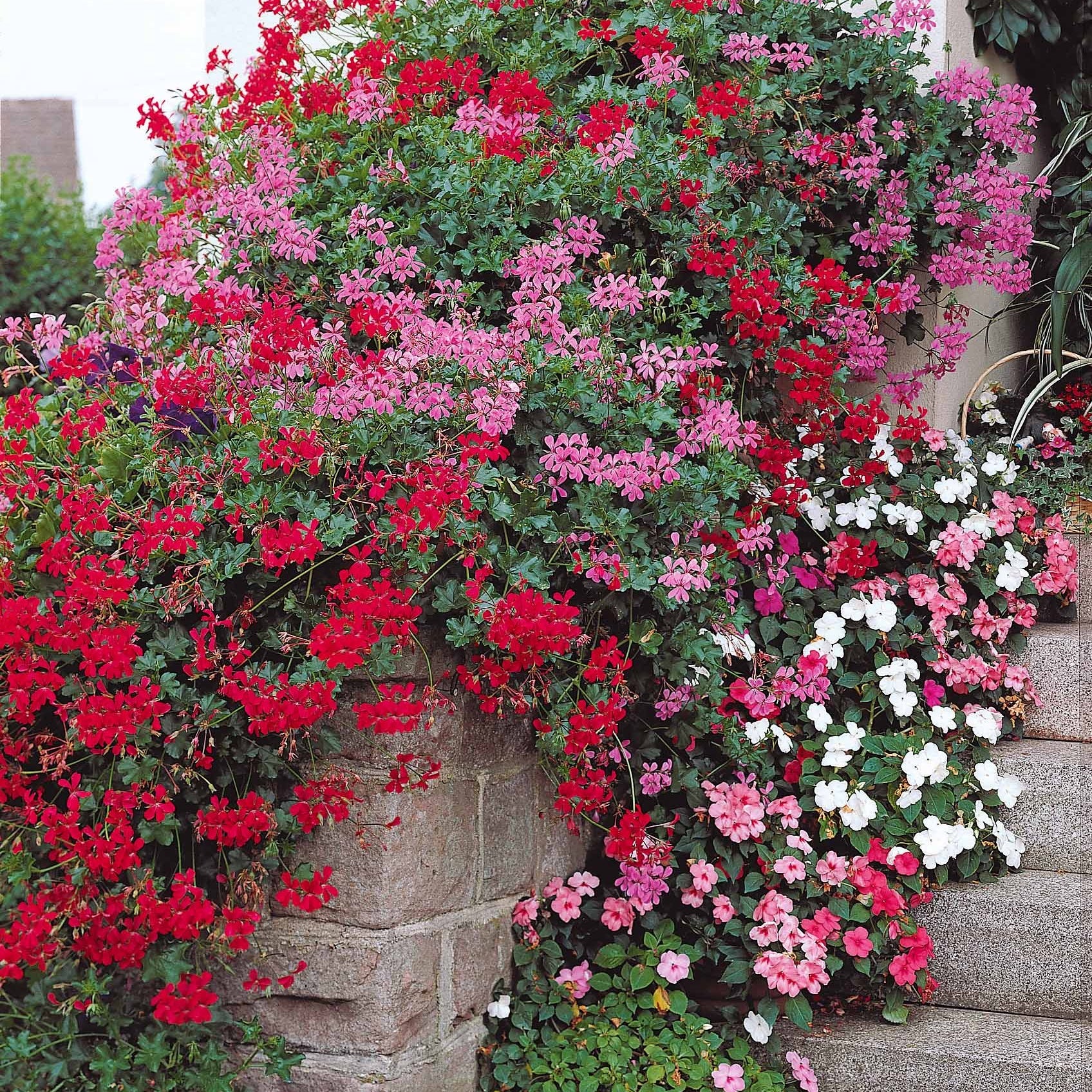 6 Géraniums-lierre rouges - Pelargonium peltatum