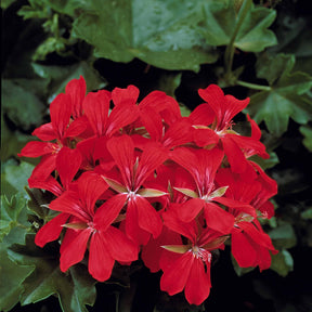 6 Géraniums-lierre rouges - Pelargonium peltatum