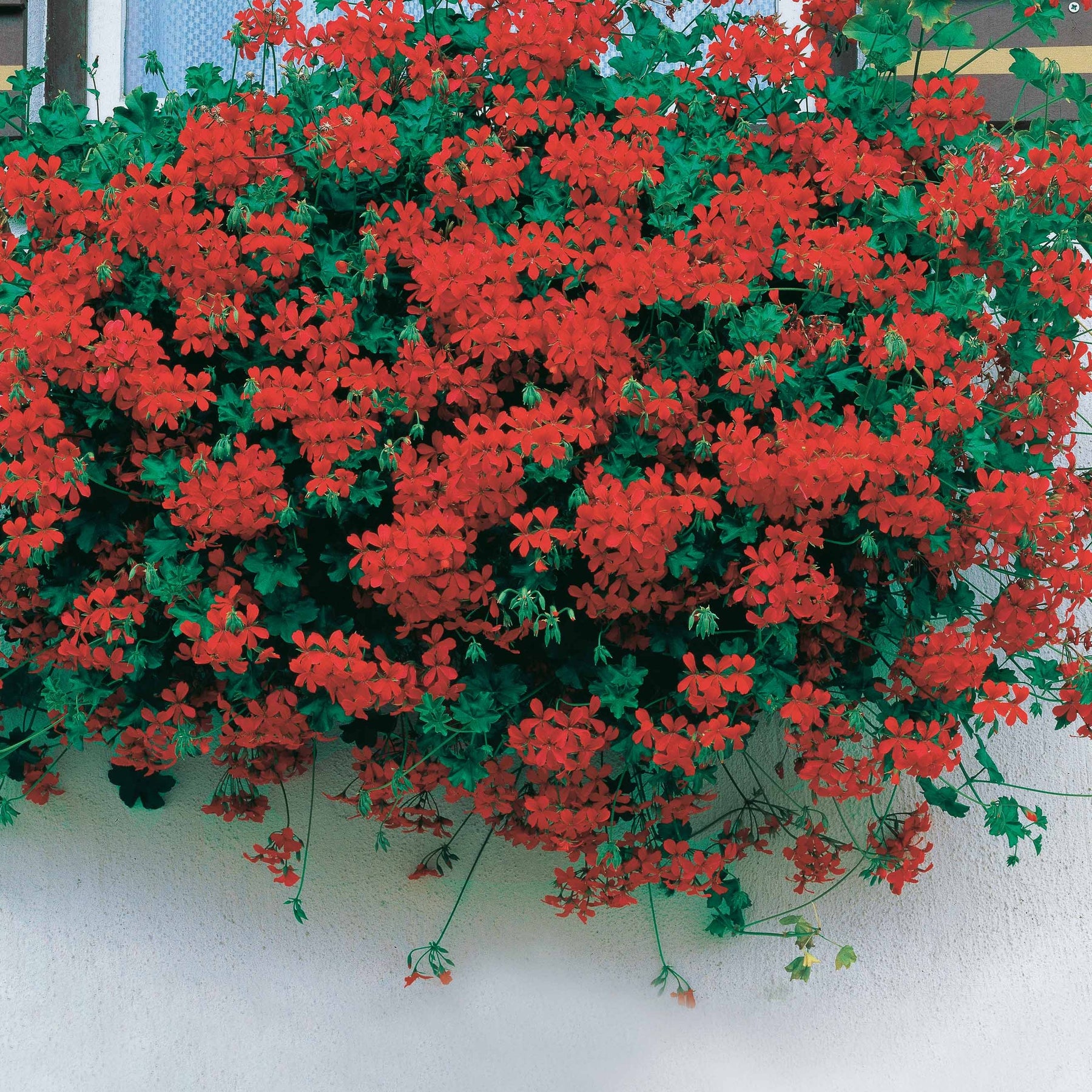 6 Géraniums-lierre rouges - Pelargonium peltatum