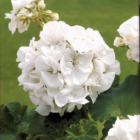 6 Géraniums à massifs blancs - Pelargonium zonale - Plantes