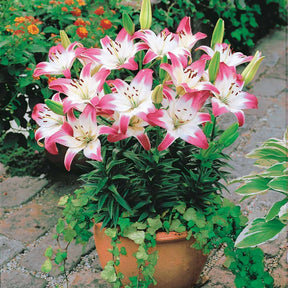 3 Lis asiatiques Lollypop - Lilium lollypop - Plantes