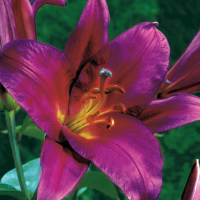 3 Lis Géants Purple Prince - Lilium ot purple prince - Plantes