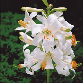 4 Lis de la Madone - Lilium candidum - Plantes