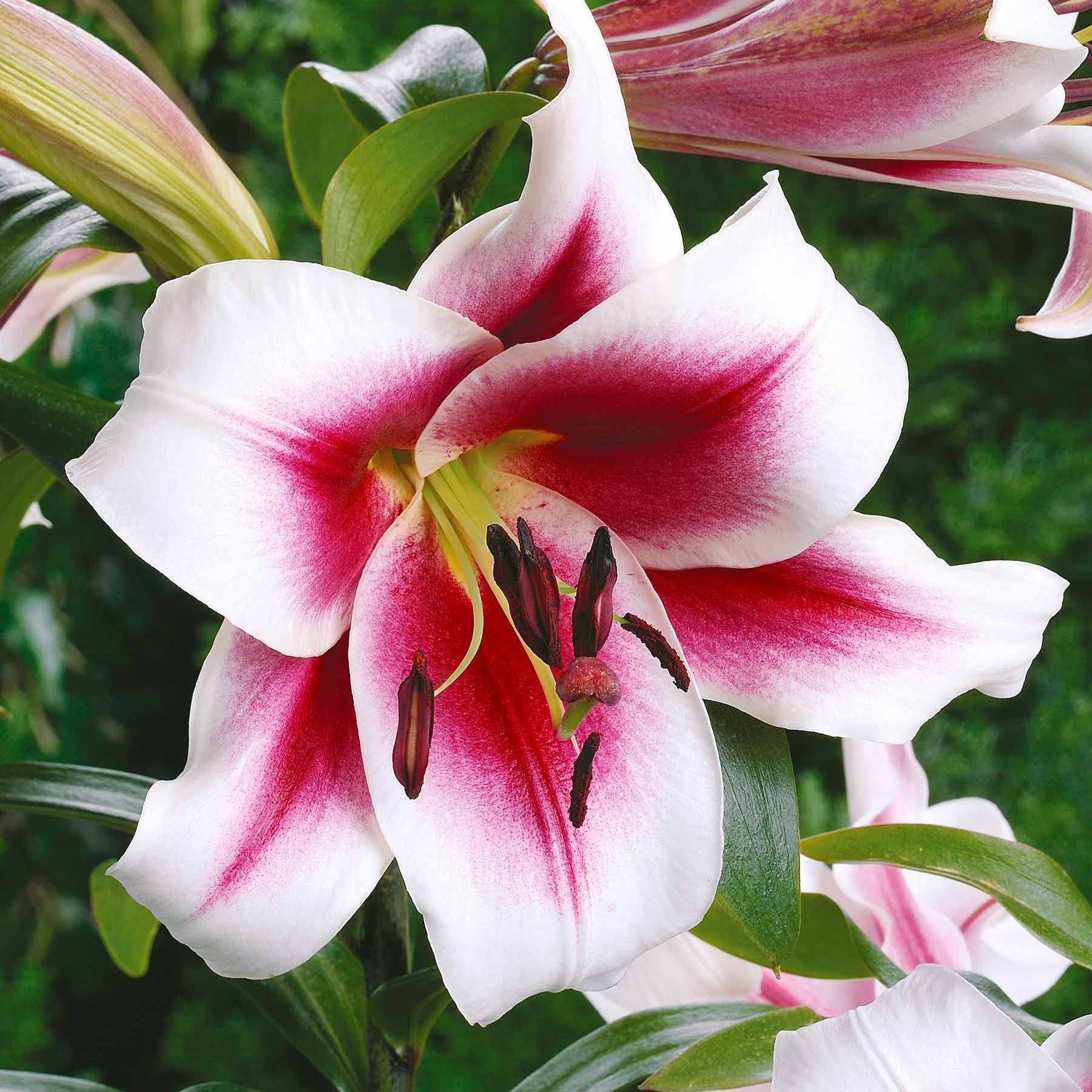 3 Lis Géants Garden Pleasure - Lilium ot garden pleasure - Plantes