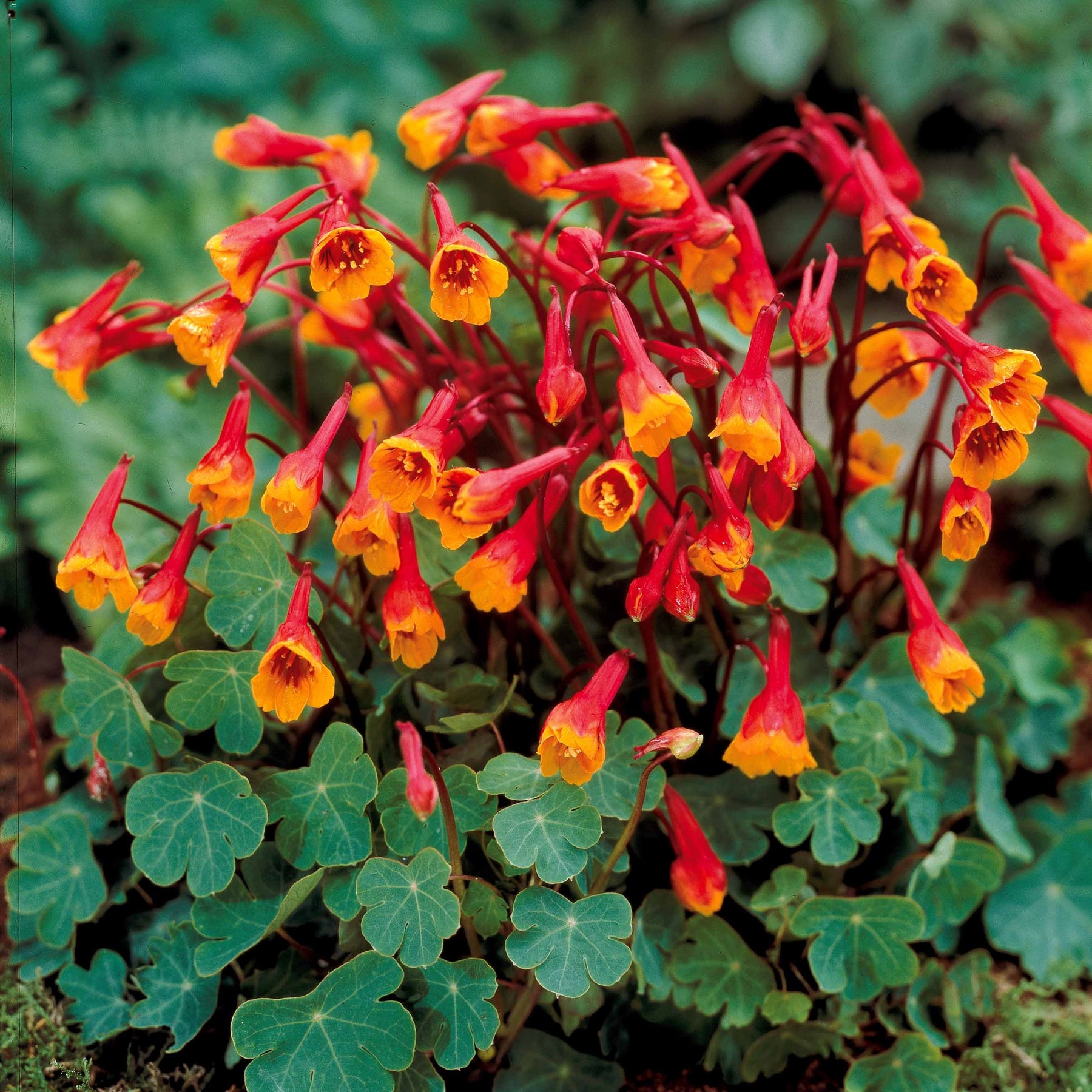 2 Capucines tubéreuses Ken Aslet - Tropaeolum tuberosum ken aslet - Plantes