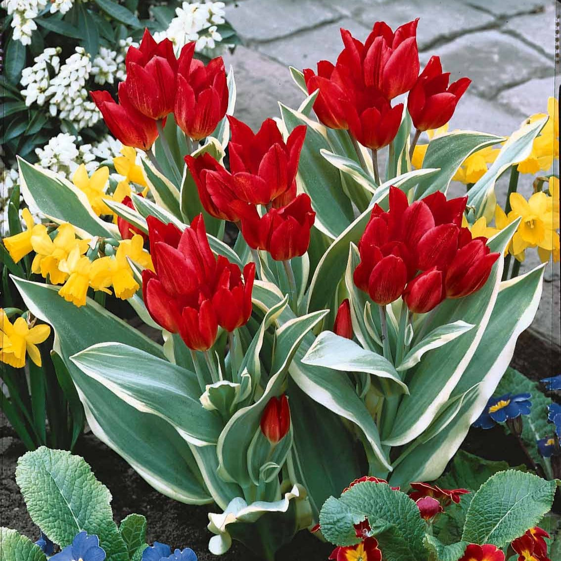 10 Tulipes Unicum - Tulipa praestans unicum - Plantes