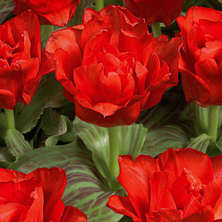 10 Tulipes Chaperon Rouge Double - Tulipa greigii chaperon rouge double - Plantes