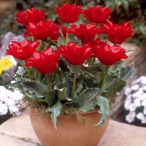 10 Tulipes Chaperon Rouge Double - Tulipa greigii chaperon rouge double - Tulipe