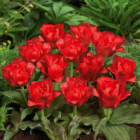 10 Tulipes Chaperon Rouge Double - Tulipa greigii chaperon rouge double