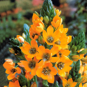 5 Ornithogales d'Afrique du Sud - Ornithogalum dubium - Plantes