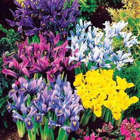 50 Iris miniatures en mélange - Iris reticulata - Plantes