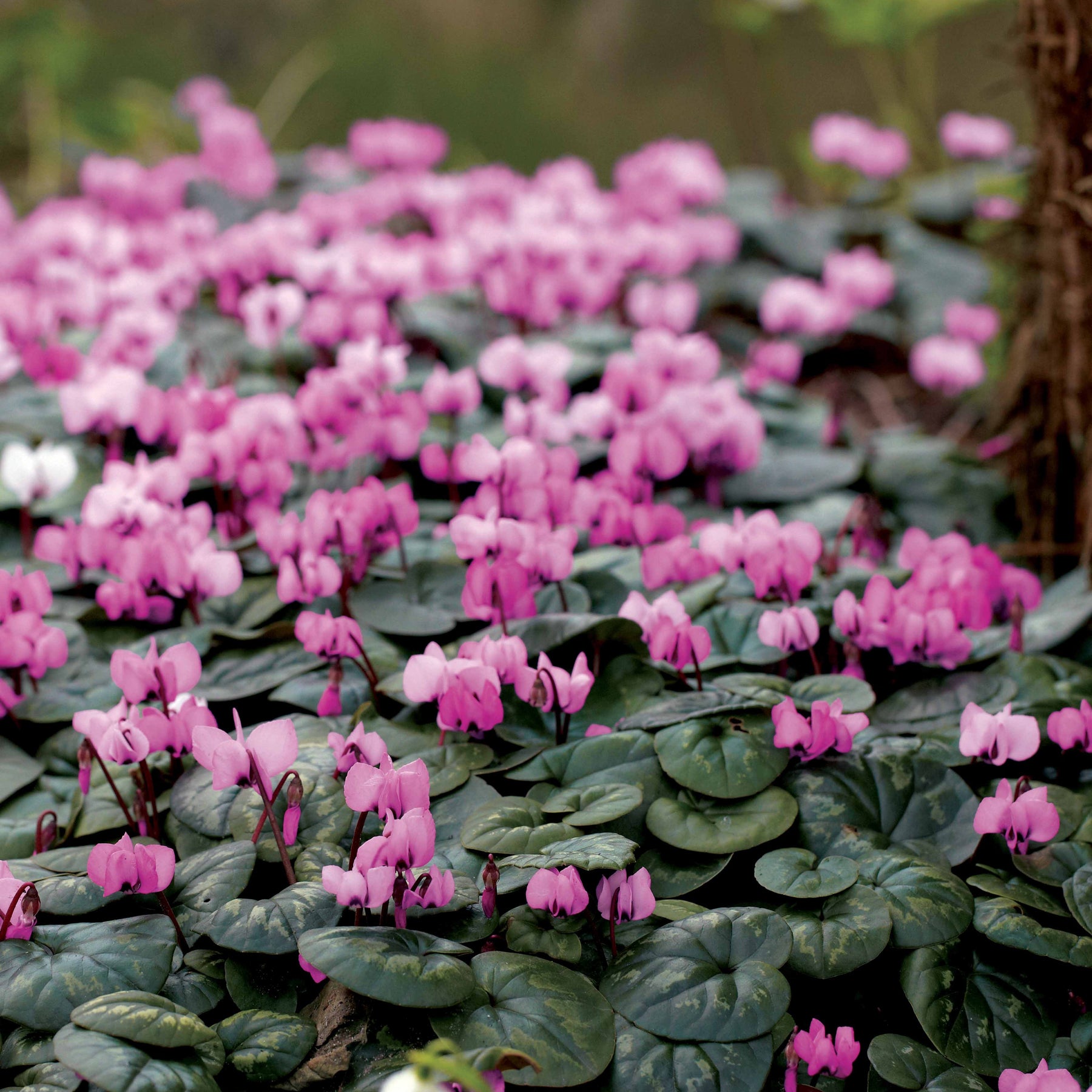 6 Cyclamens roses de l'île de Cos - Cyclamen cos - Plantes