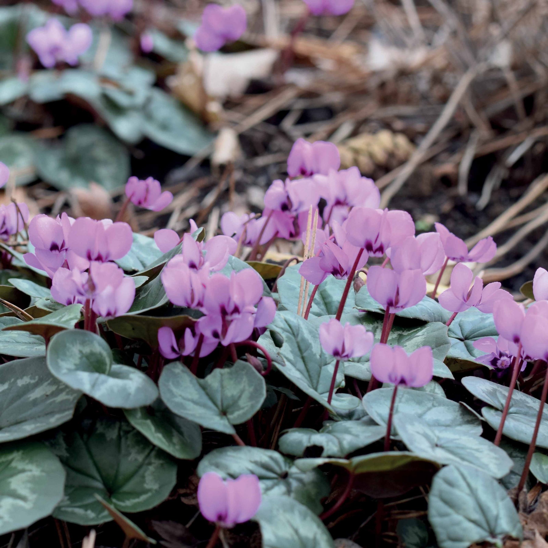 6 Cyclamens roses de l'île de Cos - Cyclamen cos - Bulbes de cyclamen