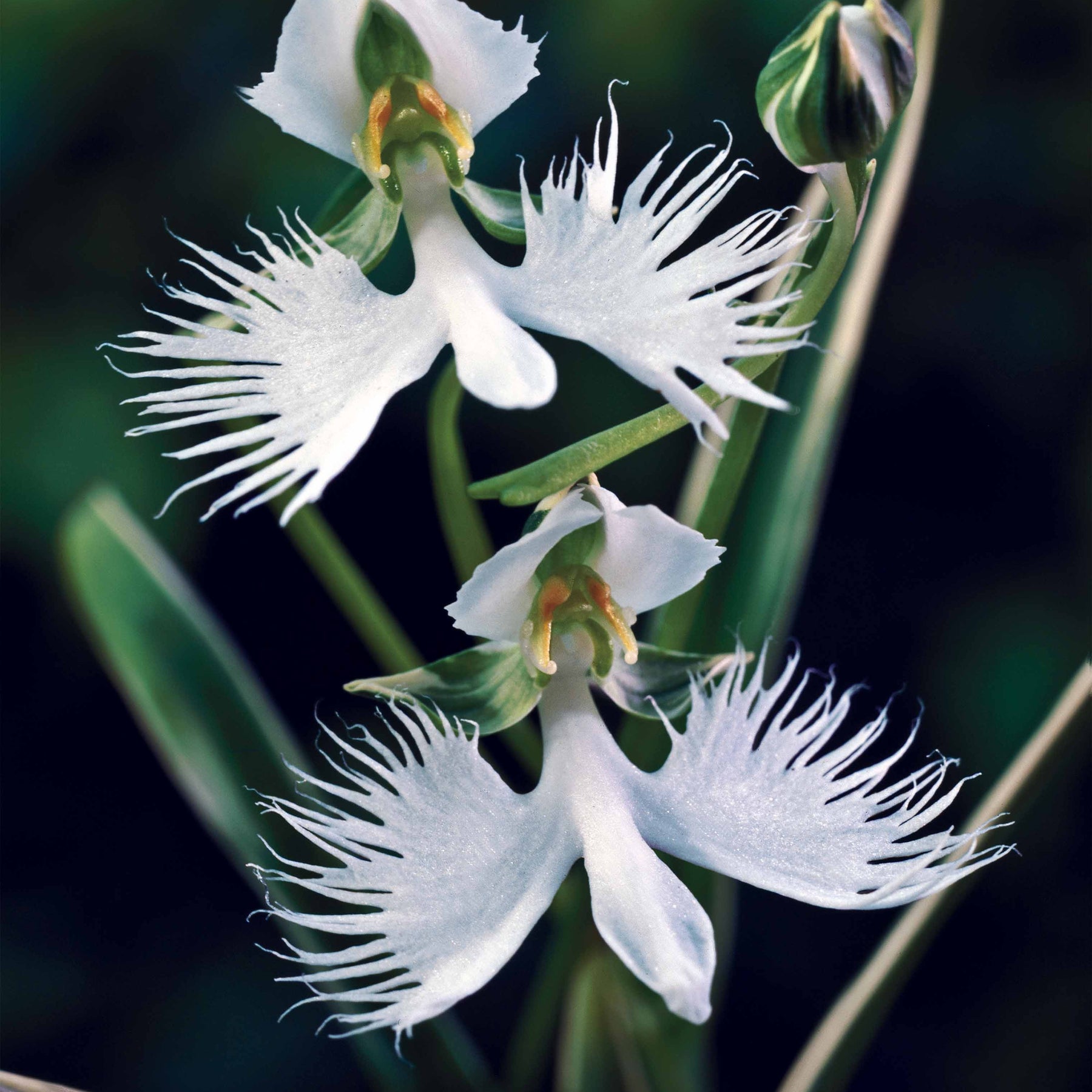 4 Orchidée Colombe - Habenaria radiata - Plantes