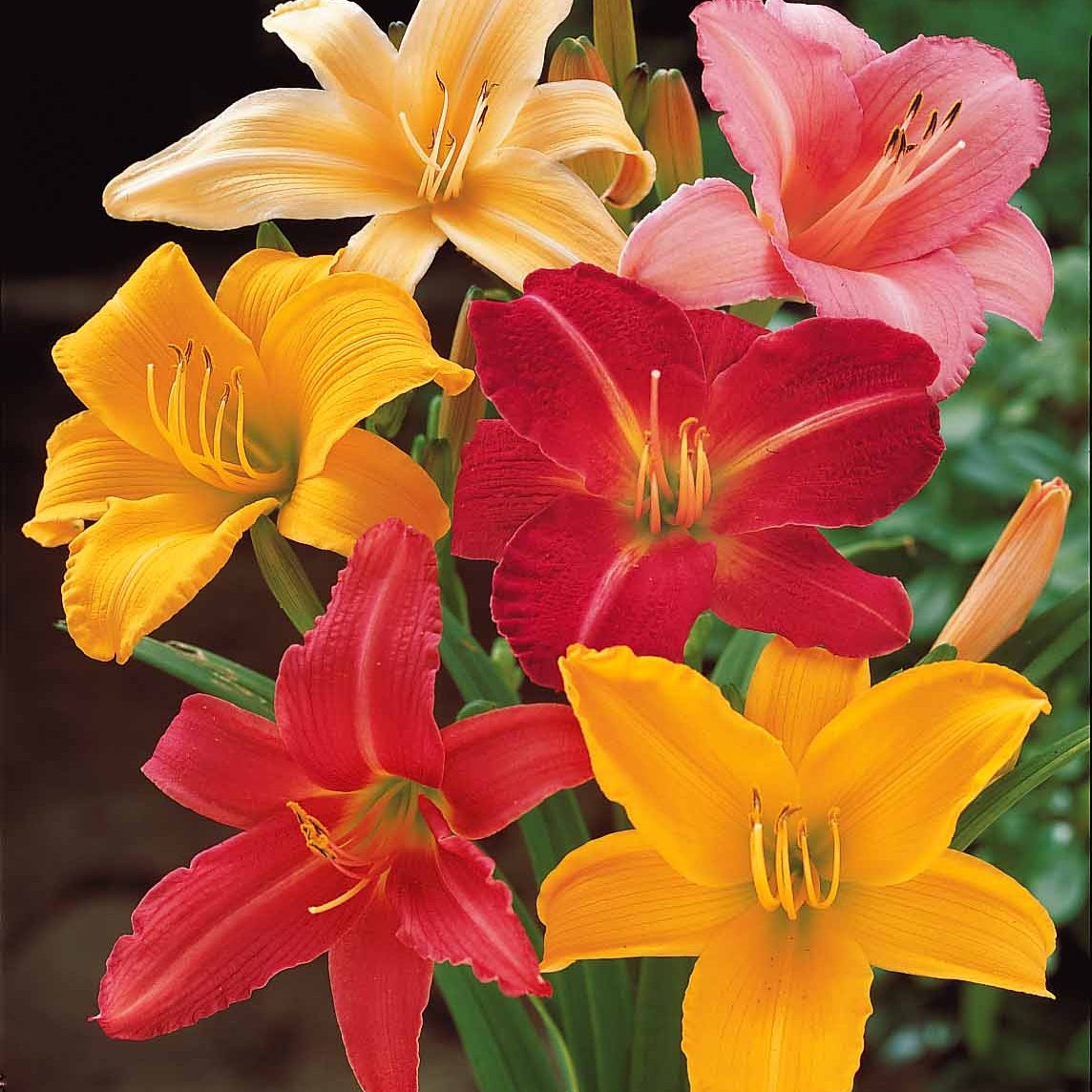 10 Lis perpétuels en mélange - Hemerocallis