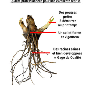 10 Lis perpétuels en mélange - Hemerocallis