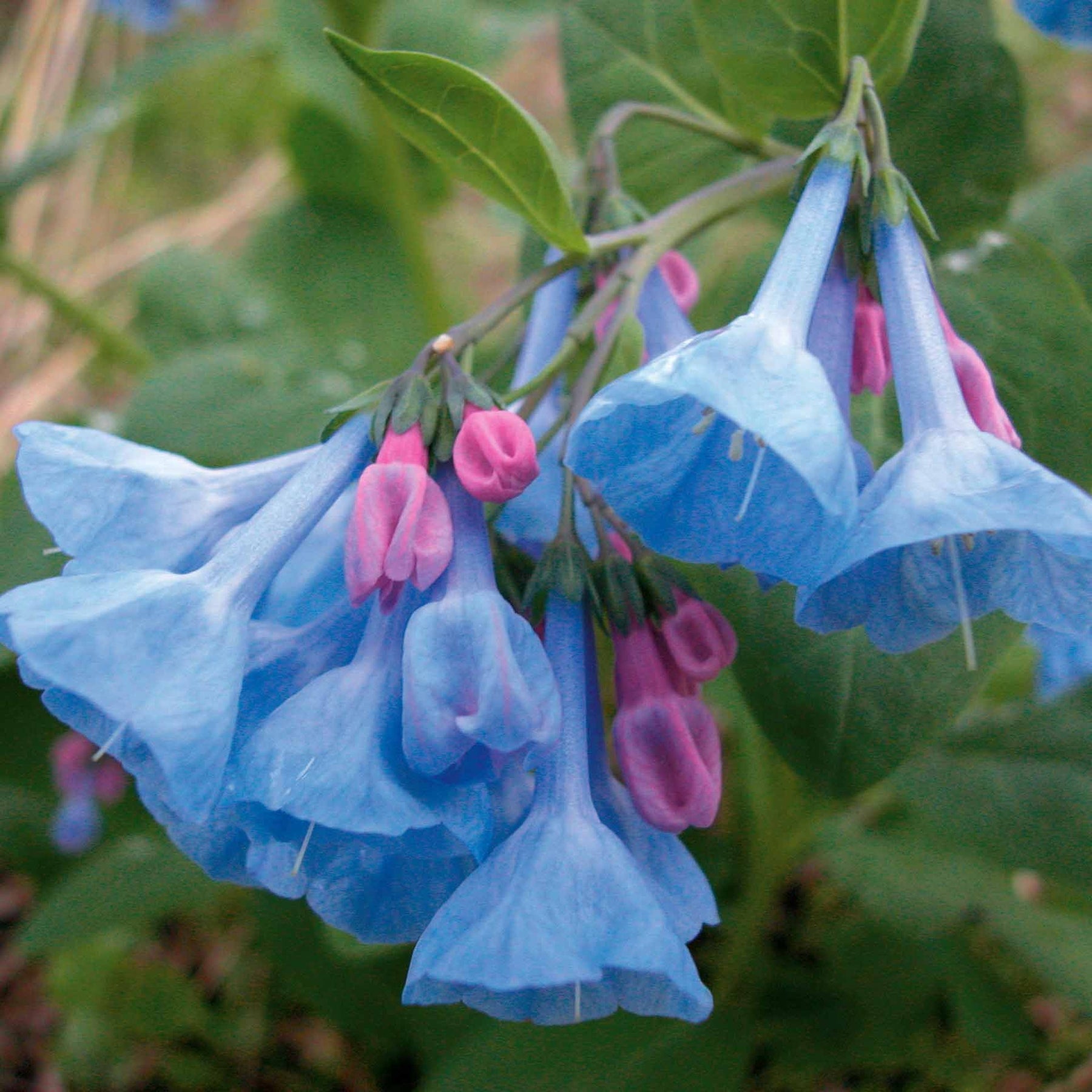 3 Mertensias bleues - Mertensia virginica - Plantes