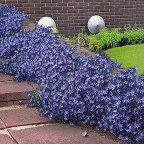 10 Campanules des rocailles - Campanula poscharskyana - Plantes