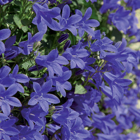 10 Campanules des rocailles - Campanula poscharskyana - Plantes vivaces