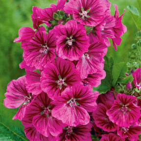 3 Mauves géantes - Malva sylvestris - Plantes