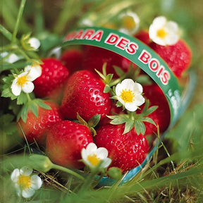 40 Fraisiers remontants Mara des Bois - Fragaria mara des bois - Fruitiers Arbres et arbustes