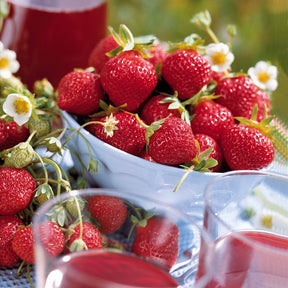 40 Fraisiers remontants Mara des Bois - Fragaria mara des bois - Fraisiers