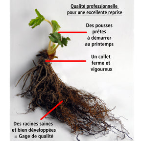 40 Fraisiers remontants Mara des Bois - Fragaria mara des bois