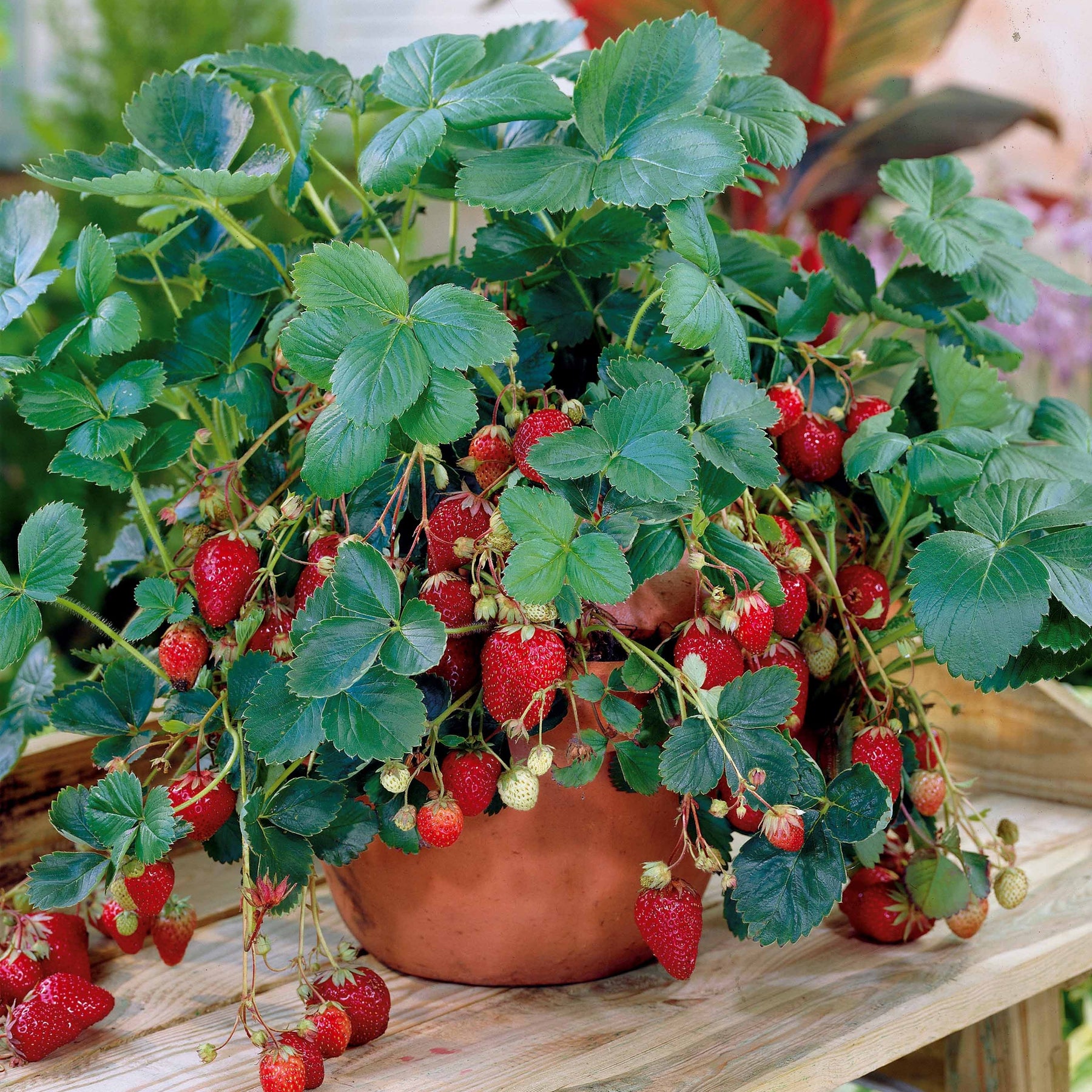 40 Fraisiers remontants Maestro ® COV 89.98.1 - Fragaria maestro ® - Plantes