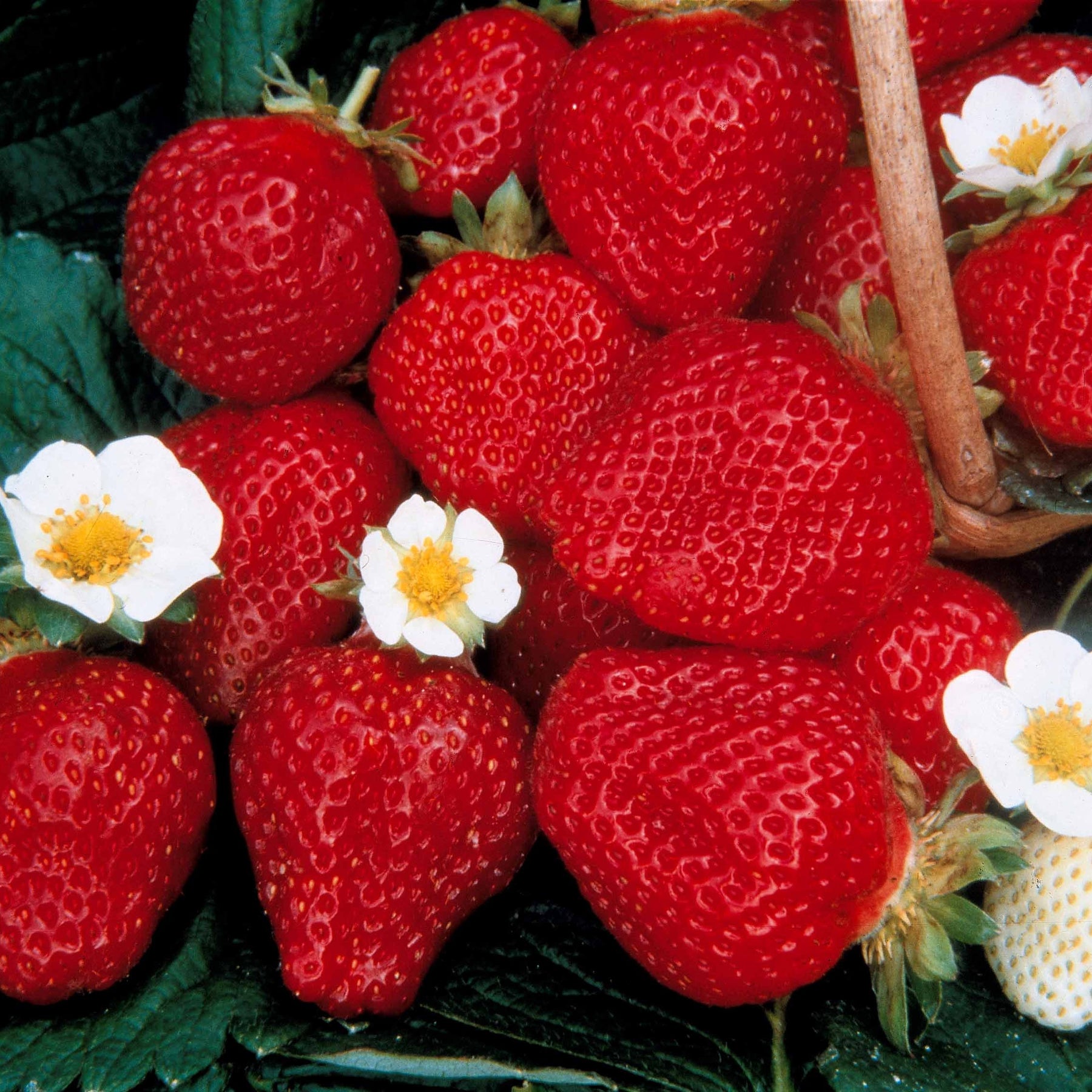 40 Fraisiers remontants Maestro ® COV 89.98.1 - Fragaria maestro ® - Fruitiers Arbres et arbustes