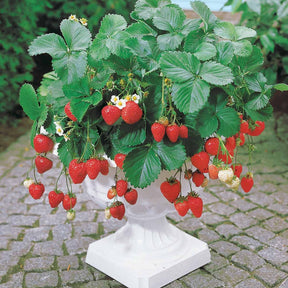 40 Fraisiers remontants Maestro ® COV 89.98.1 - Fragaria maestro ® - Fraisiers