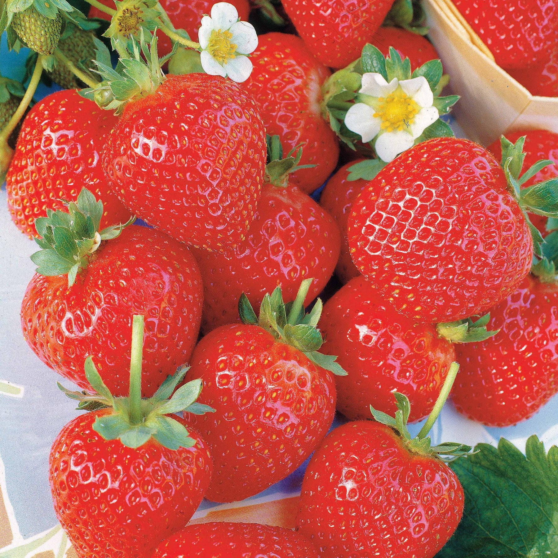 40 Fraisiers remontants La Savoureuse de Willemse ® COV MA48 - Fragaria la savoureuse de willemse ® cov ma48 - Plantes