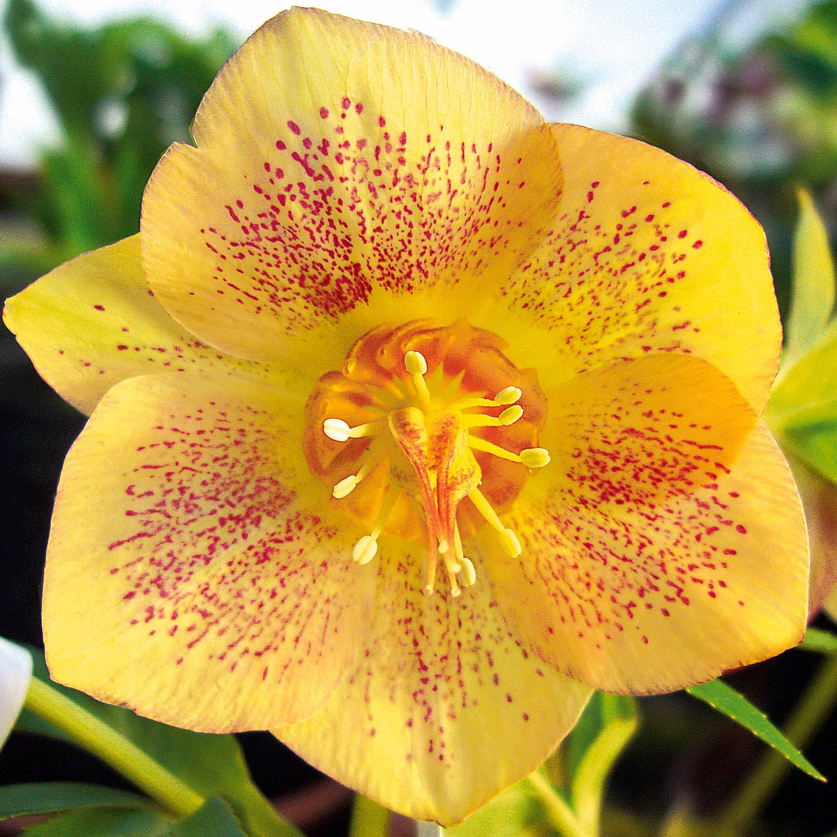 2 Roses de Noël jaune orangé - Helleborus hantay - Plantes