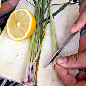 Citronnelle de Madagascar - Cymbopogon citratus - Plantes vivaces