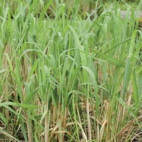 Citronnelle de Madagascar - Cymbopogon citratus