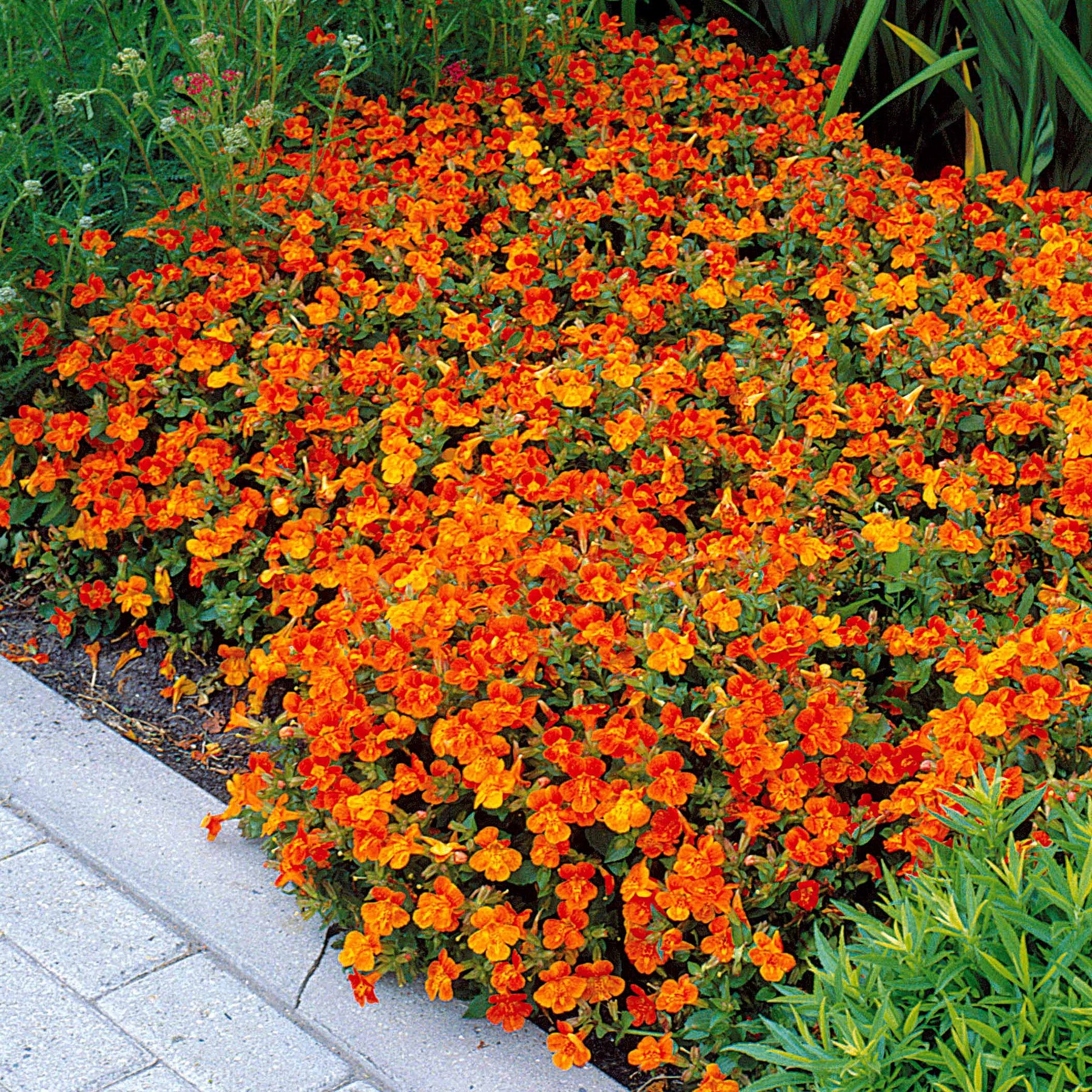 10 Mimulus Orange Glow - Mimulus orange glow - Plantes