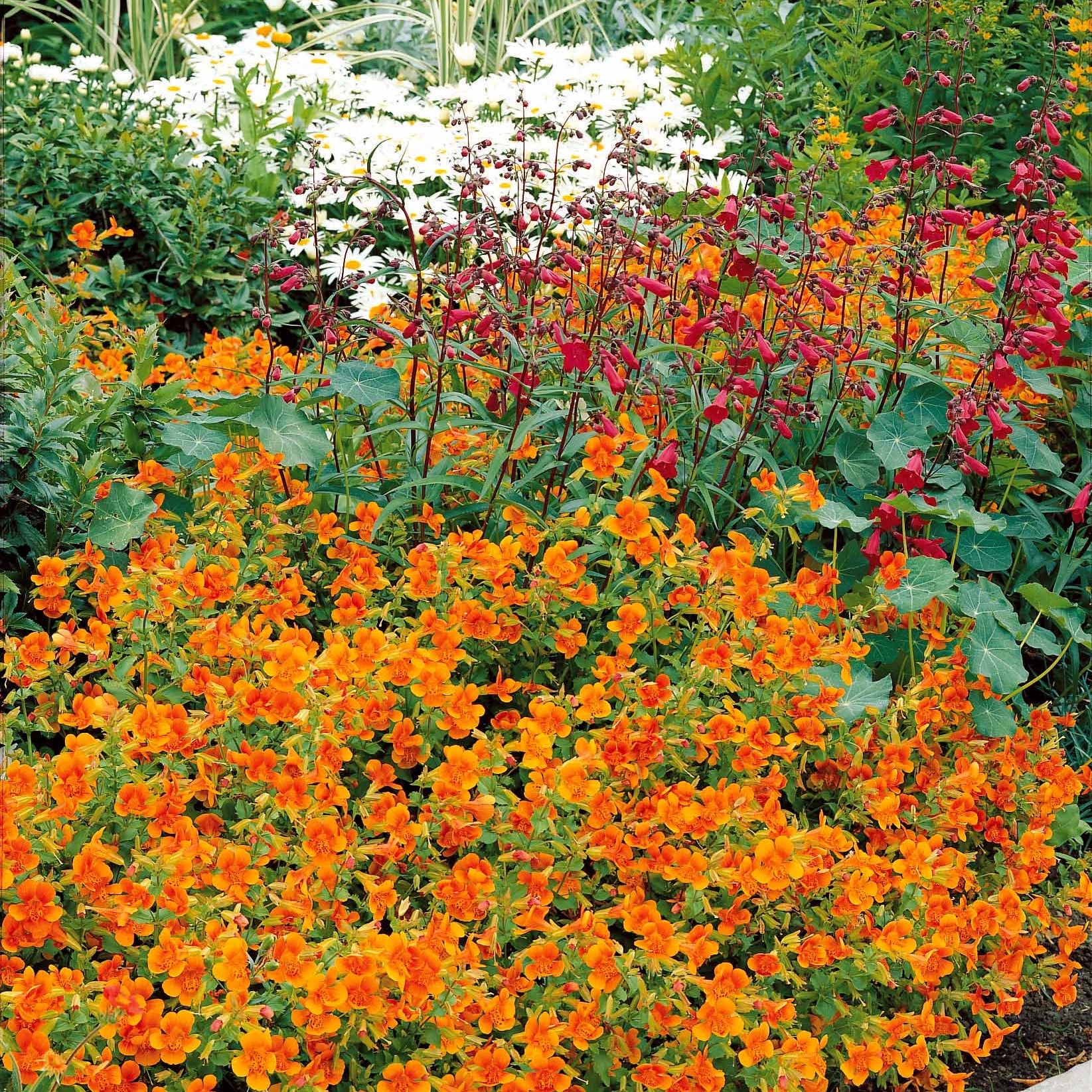 10 Mimulus Orange Glow - Mimulus orange glow - Plantes vivaces