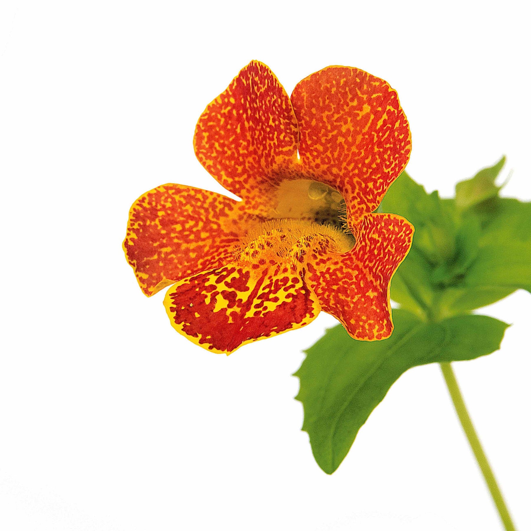 10 Mimulus Orange Glow - Mimulus orange glow