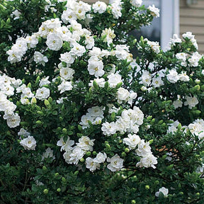 Le Gardénia de jardin - Gardenia jasminoides crown jewel - Plantes